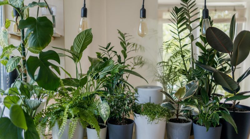 Kambariniai augalai puošia namus, suteikia jiems gyvybės, filtruoja orą.