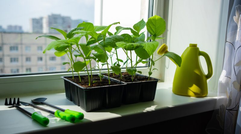 Norint auginti daržoves ir vaisius, nebūtina turėti sodą ar net balkoną. Kai kurias rūšis galima auginti vazonuose ant palangės.