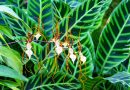 Gausioje gegužraibinių augalų šeimynoje apstu rūšių pradedantiesiems – mažiausiai kaprizingų, atspariausių nereikalaujančių ypatingos priežiūros orchidėjų.