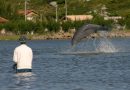 Delfinų išmanumas jau seniai nieko nebestebina, tačiau Brazilijoje jie tikrai demonstruoja kai ką neįprasto.