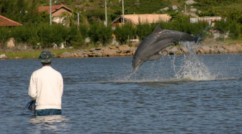 Delfinų išmanumas jau seniai nieko nebestebina, tačiau Brazilijoje jie tikrai demonstruoja kai ką neįprasto.